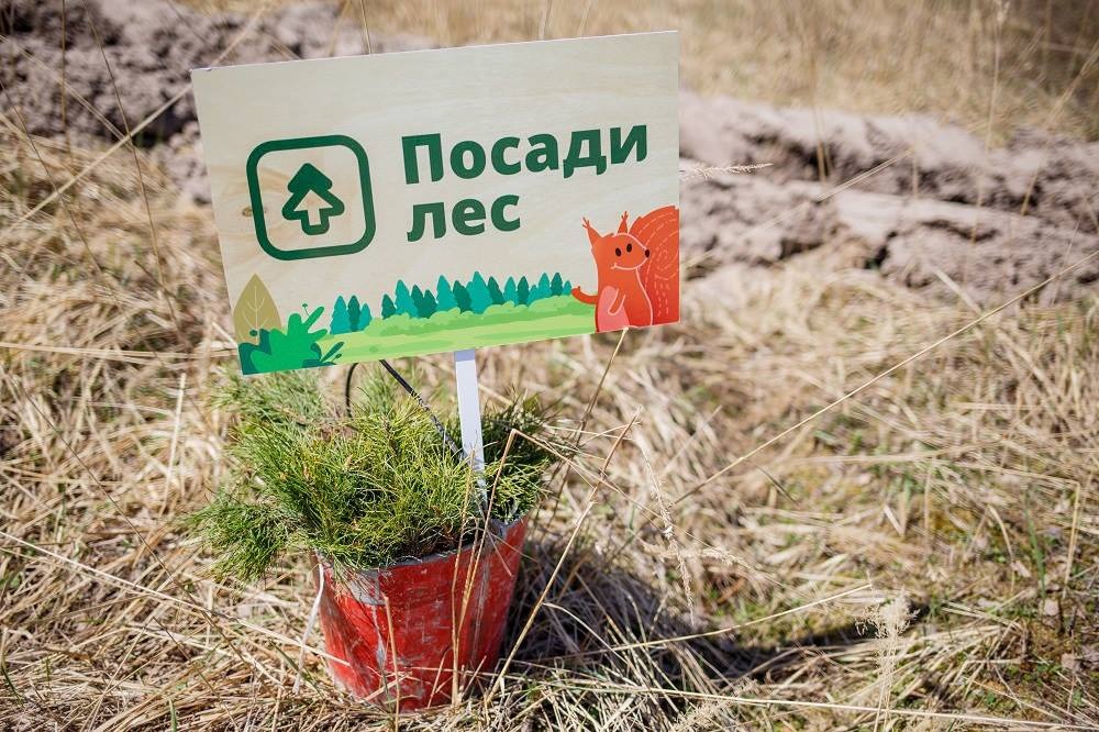 Посади лес.