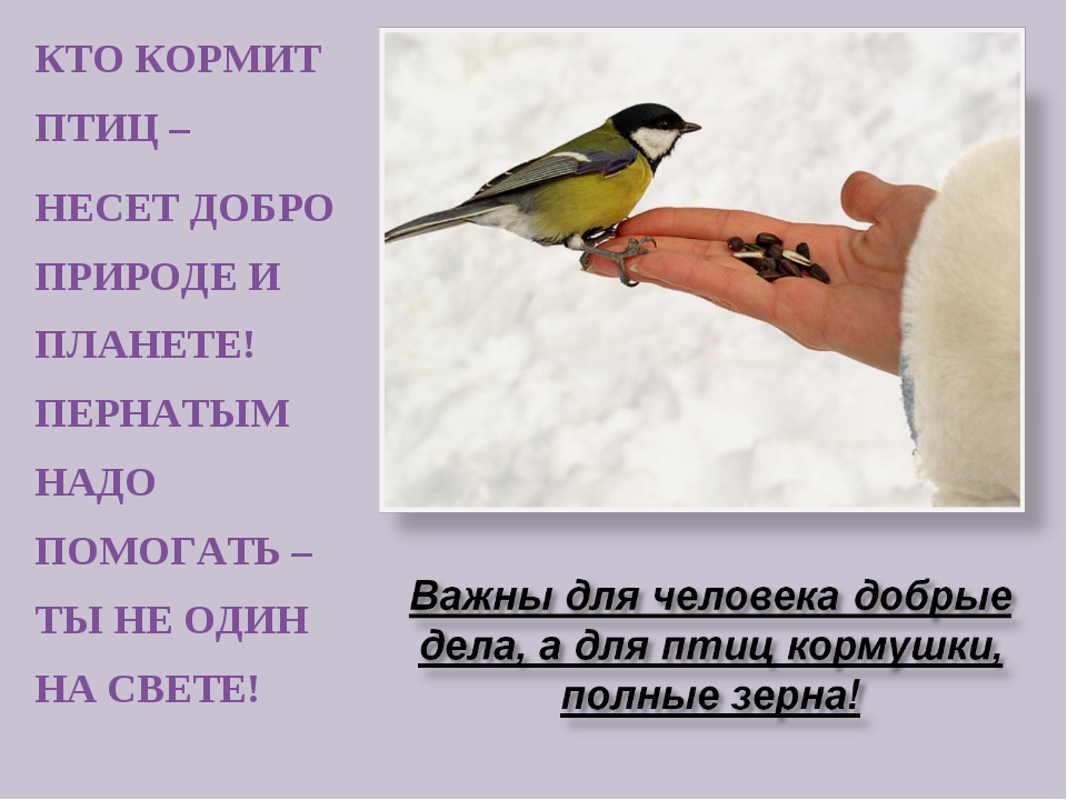 Почему мы кормим птиц зимой Почему мы кормим птиц зимой