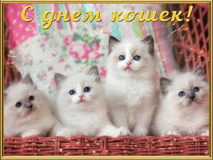 Международный день кошек. Международный день кошек.