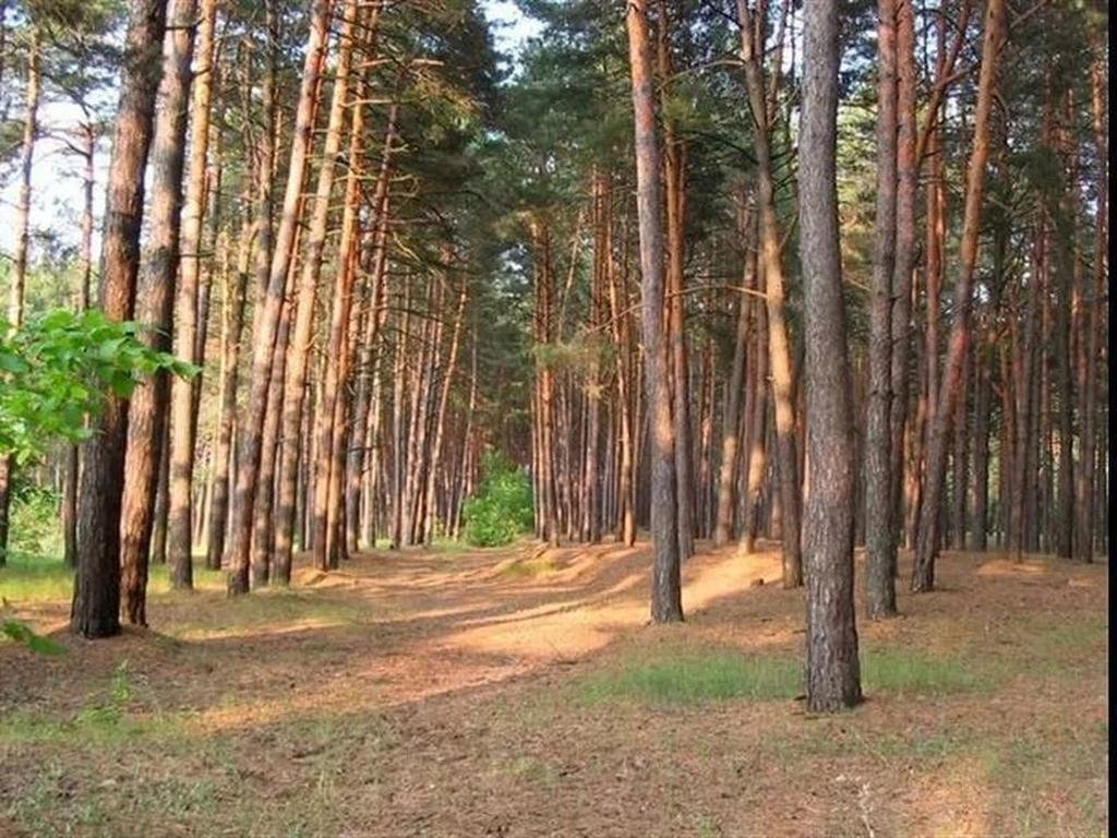 Усманский бор