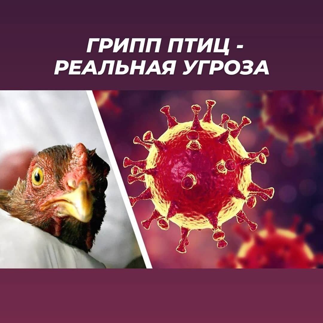Грипп птиц
